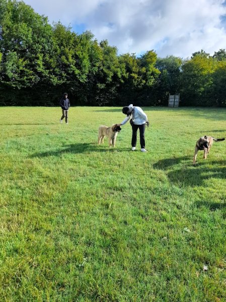 Club Canin Saint-Martin-Boulogne - photo 1