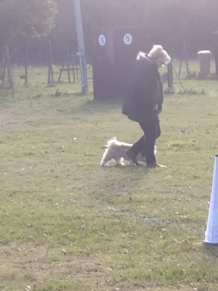 Training Club Canin - photo 2