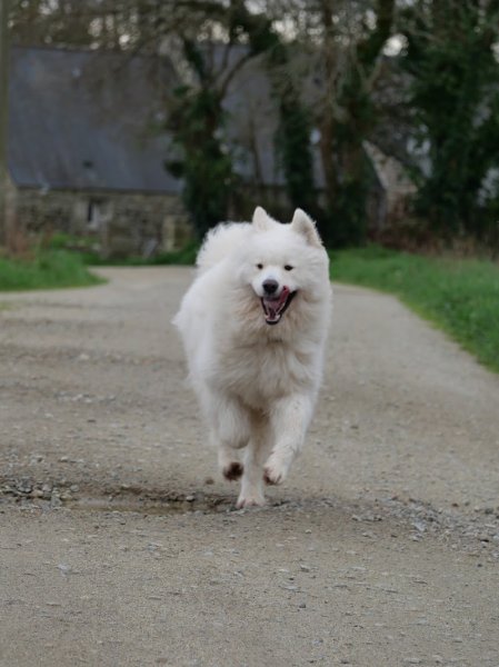 Jérôme Éducateur Canin - photo 1