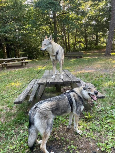 Jérôme Éducateur Canin - photo 3