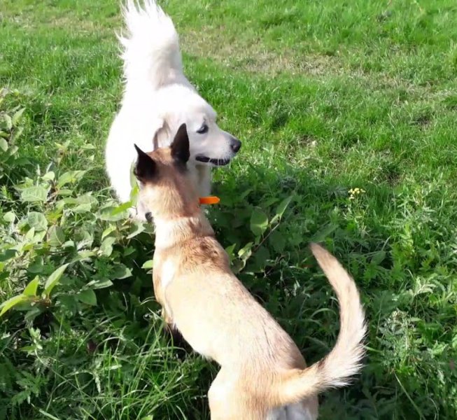 Services Canins - photo 2