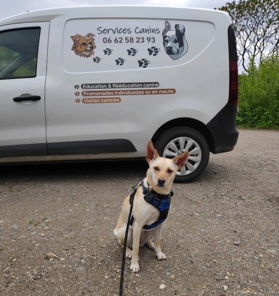 Services Canins - photo 3