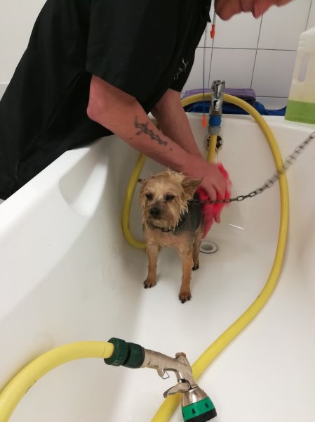 Toilettage Canin Pile Poil - photo 1