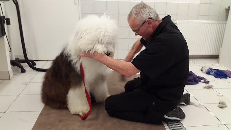 Toilettage Canin Pile Poil - photo 2