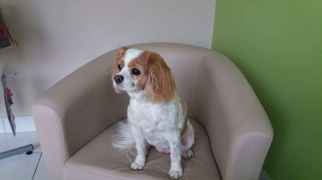 Toilettage Canin Pile Poil - photo 3