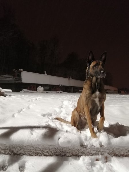 CLUB CANIN BA&KO - photo 1