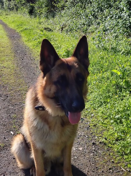 Feeldog - Educateur comportementaliste canin - photo 1