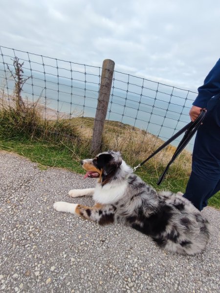 Feeldog - Educateur comportementaliste canin - photo 2