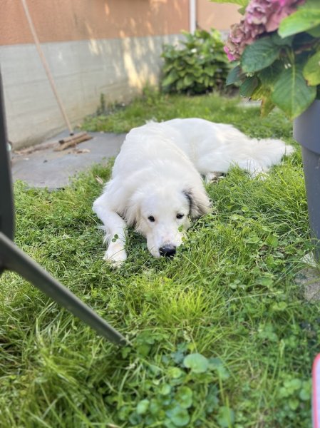 Feeldog - Educateur comportementaliste canin - photo 3