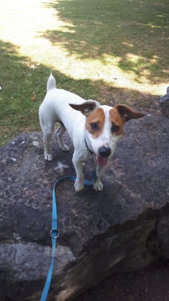 Passion Canine - photo 3