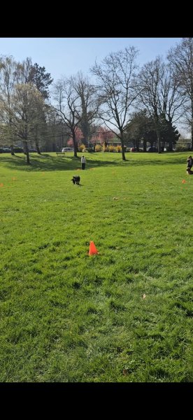 LM Dog (éducateur canin comportementaliste)