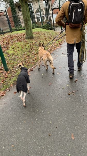 LM Dog (éducateur canin comportementaliste) - photo 2