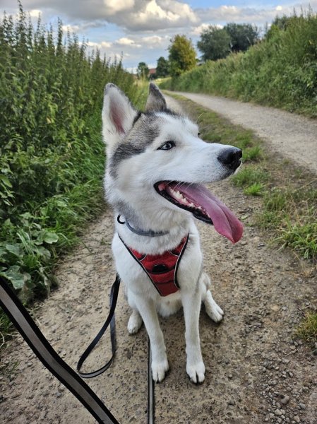 LM Dog (éducateur canin comportementaliste) - photo 3