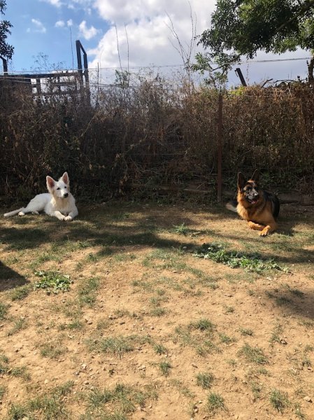 Rémi Coeugnet éducateur canin comportementaliste - photo 2