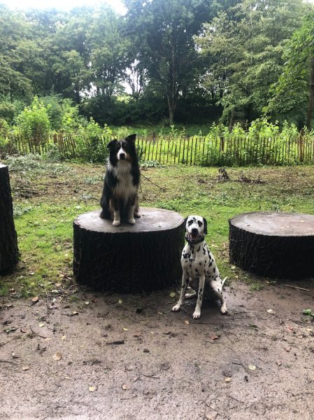 Rémi Coeugnet éducateur canin comportementaliste - photo 3