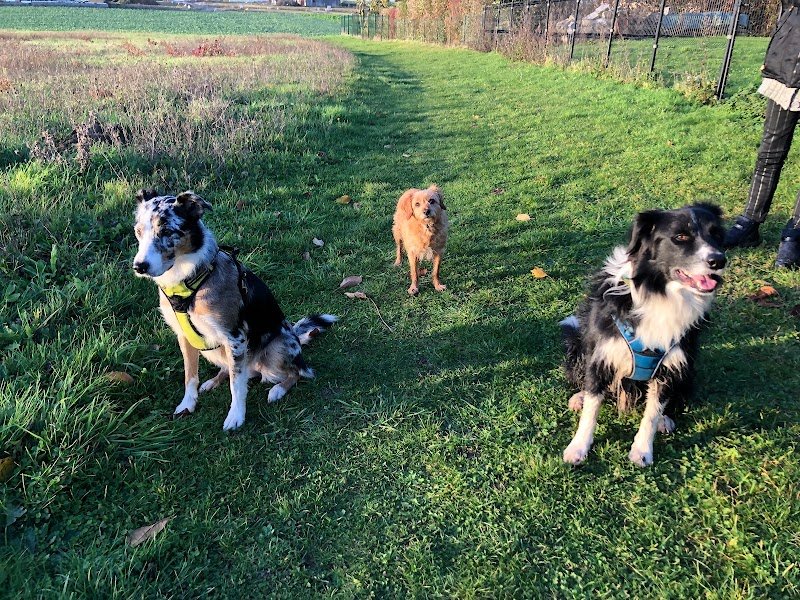 La Truffe Bleue ( Educateur comportementaliste canin )