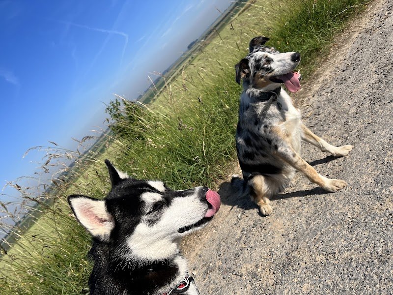 La Truffe Bleue ( Educateur comportementaliste canin ) - photo 2