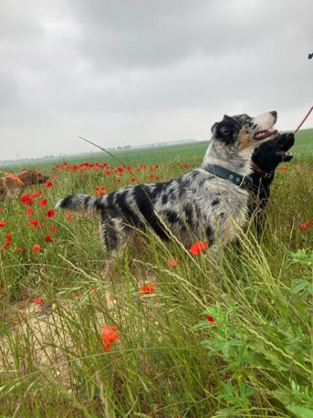 La Truffe Bleue ( Educateur comportementaliste canin ) - photo 3