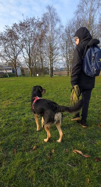 Cynolistic, éducation canine - photo 2