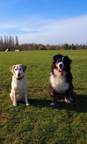 Cynolistic, éducation canine - photo 3