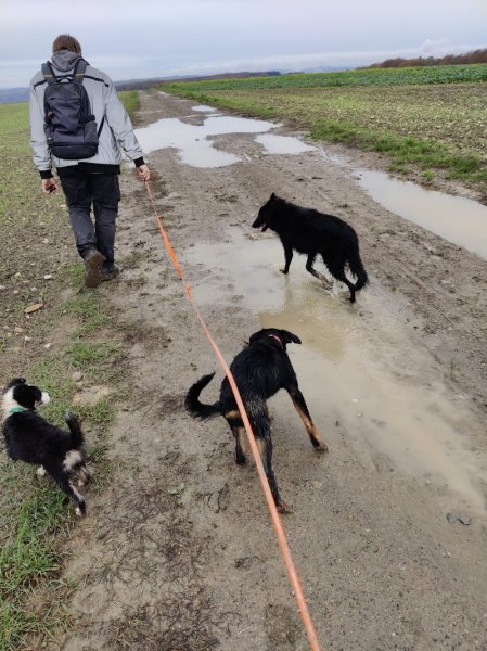 Liebdogs : Educateur - comportementaliste canin