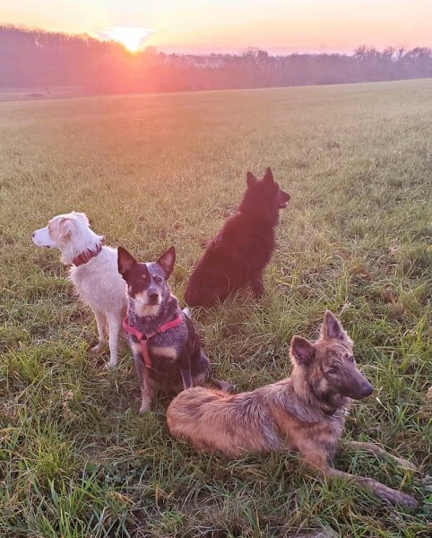 Liebdogs : Educateur - comportementaliste canin - photo 2