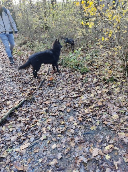 Liebdogs : Educateur - comportementaliste canin - photo 3