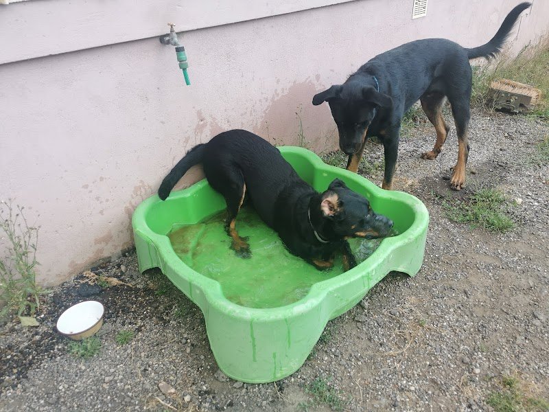 Club Canin de Sarreguemines - photo 3