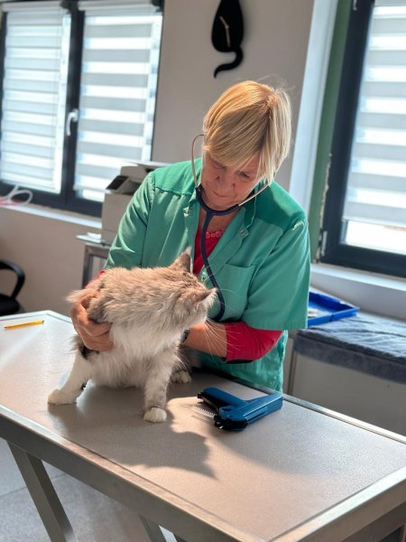 The Walking Dogs Center - photo 2