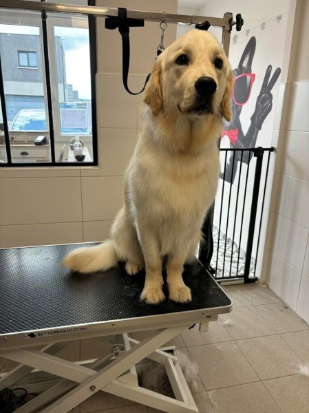 Lovely dogs - photo 1