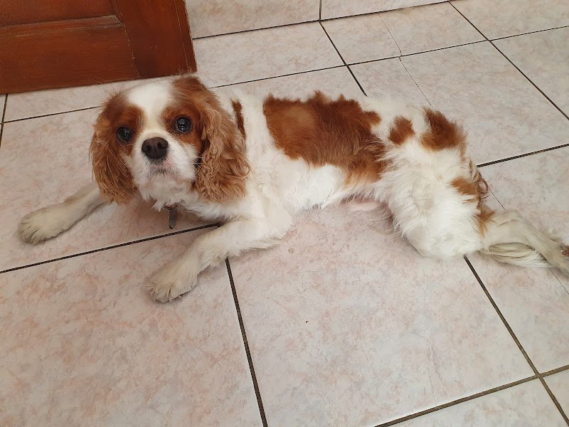 Lovely dogs - photo 2