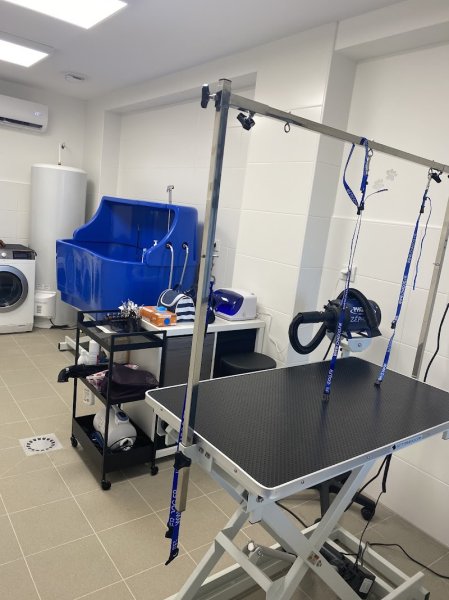 Lovely dogs - photo 3