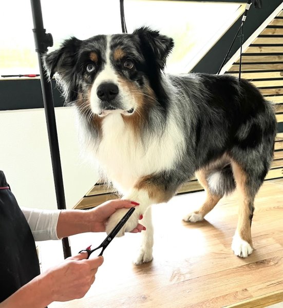 Doggy coiff - photo 1