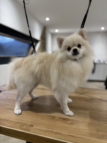 Doggy coiff - photo 2