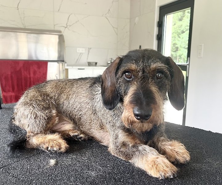 Doggy coiff - photo 3