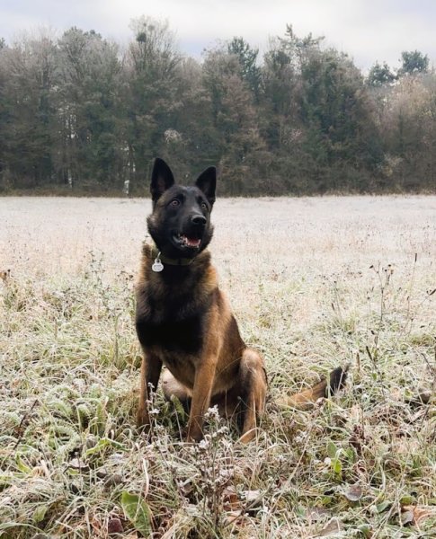 Un Chien Presque Parfait - Educateur comportementaliste canin à Saint-Avold, Creutzwald, Forbach - photo 2
