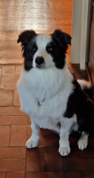 Un Chien Presque Parfait - Educateur comportementaliste canin à Saint-Avold, Creutzwald, Forbach - photo 3