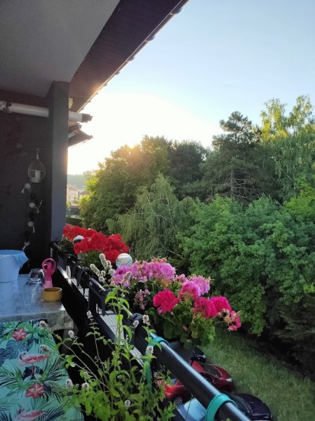 Club Canin Petite-Rosselle - photo 3