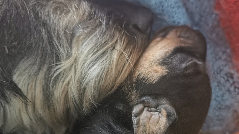 Toilettage Canin Fox Trott