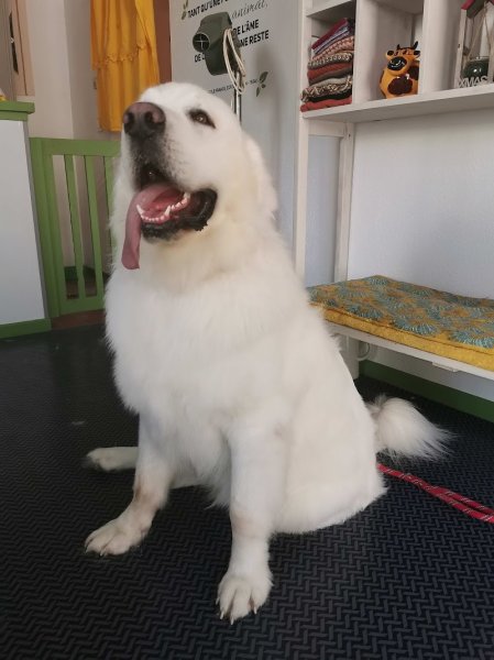 Toilettage Canin Fox Trott - photo 2