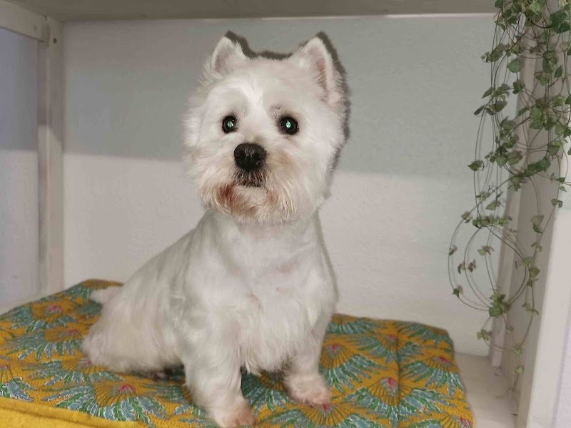 Toilettage Canin Fox Trott - photo 3