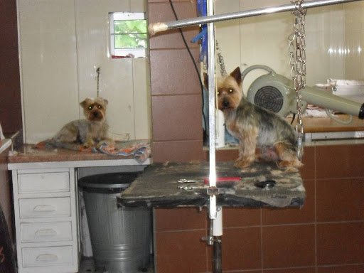 Elegance Canine Rousselot - photo 2