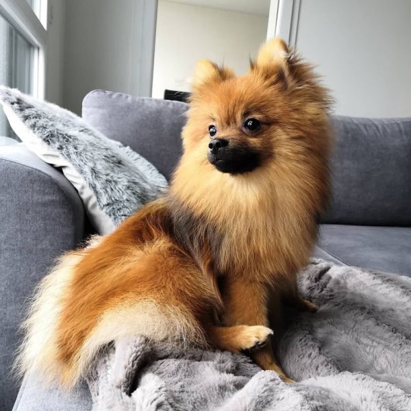 AU ROYAUME CANIN - photo 2