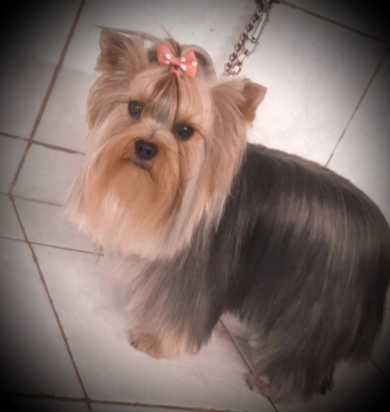 AU ROYAUME CANIN - photo 3