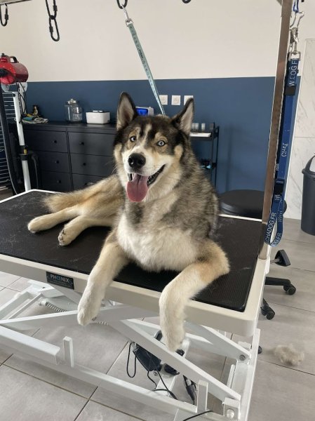 Bubble Dog - photo 1