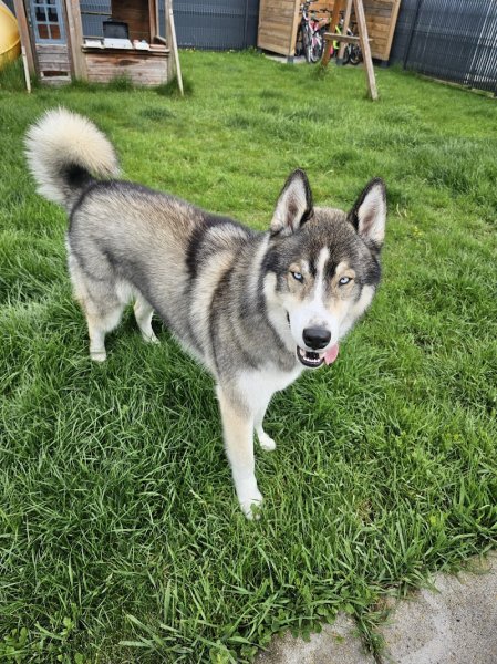 Bubble Dog - photo 3