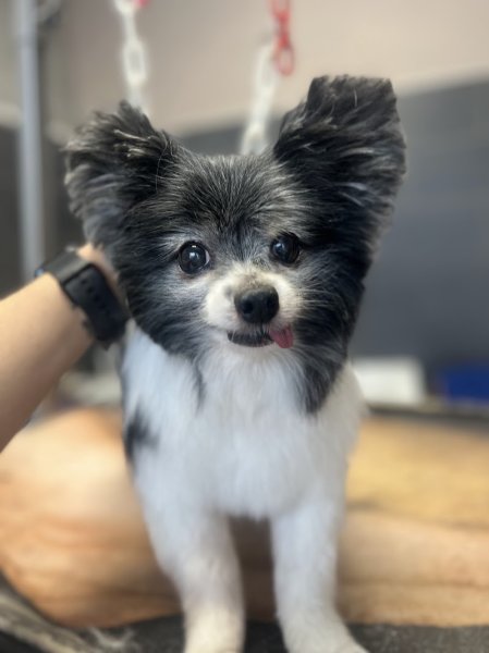 Au Rendez-Vous Canin - photo 1