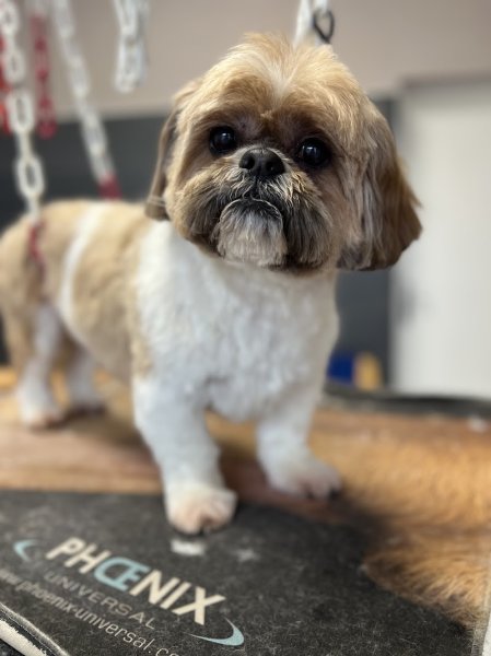 Au Rendez-Vous Canin - photo 2