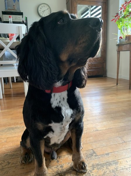 Au Rendez-Vous Canin - photo 3