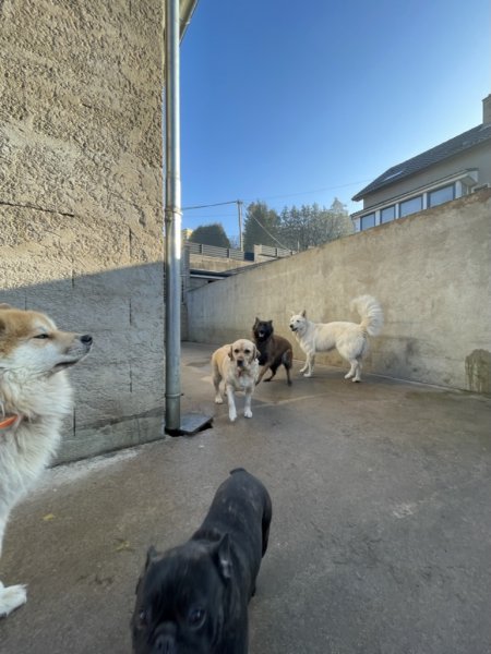 Dogs-sitter 57 - photo 2